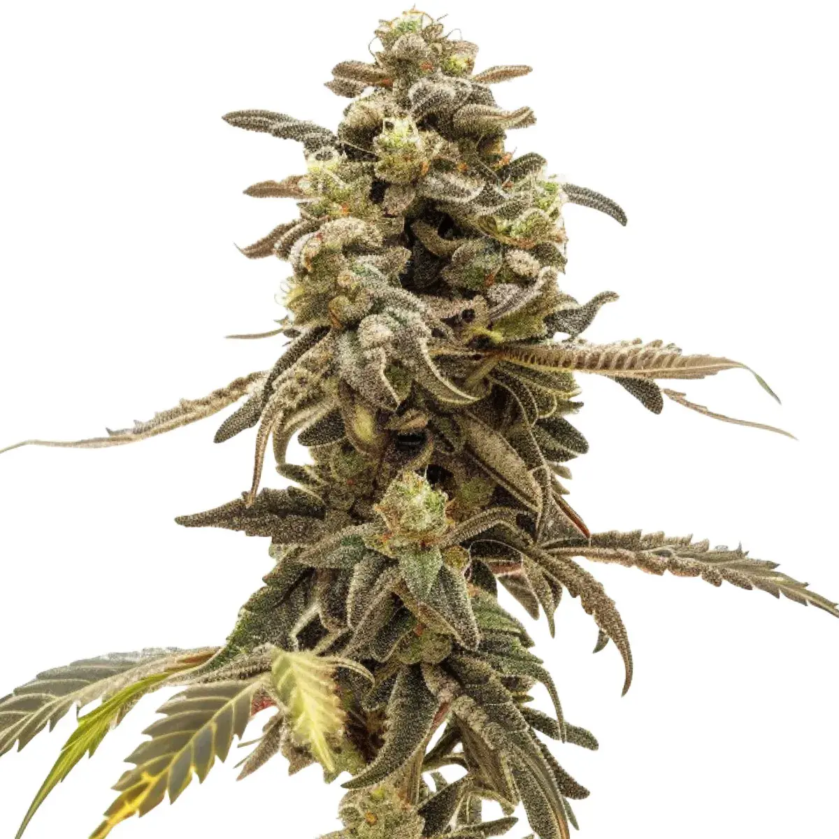 Wedding Cake Auto