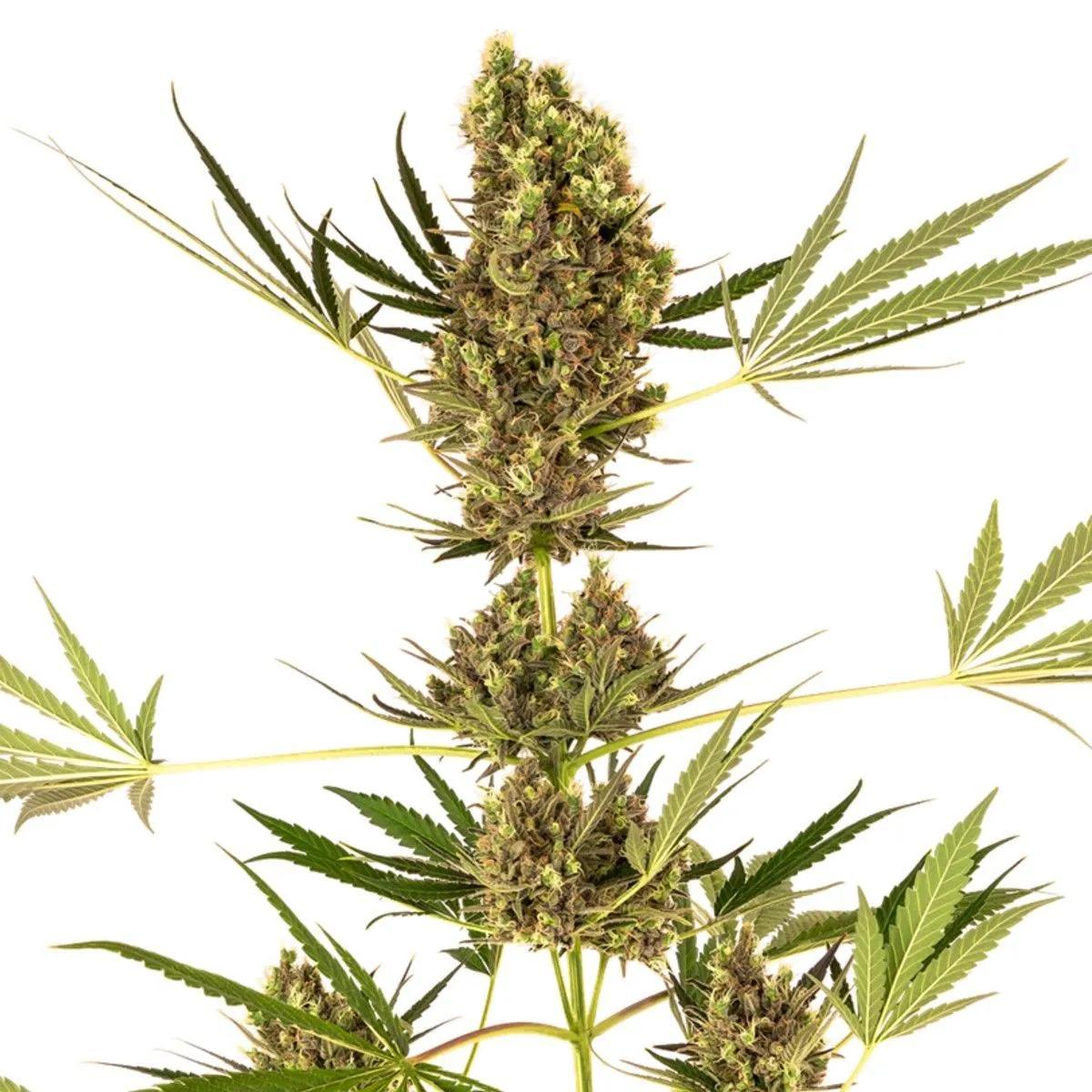 Alpine Delight CBD Autoflower