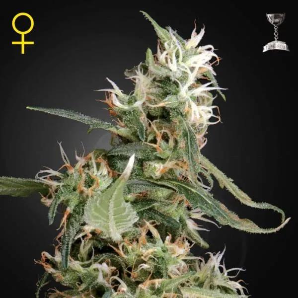 Arjan's Ultra Haze 1