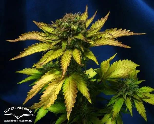 Auto Blueberry