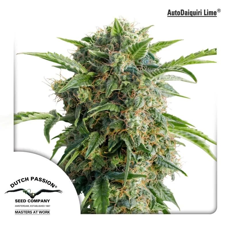 Auto Daiquiri Lime