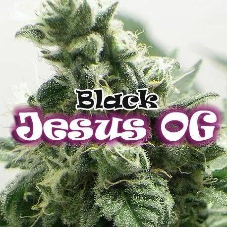 Black Jesus OG (Dr Underground)