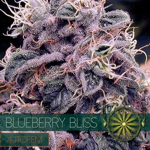 Blueberry Bliss Autoflowering