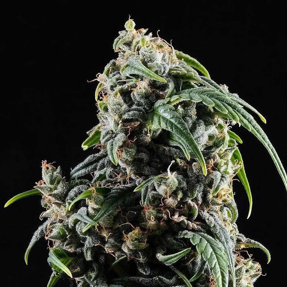 CBDV