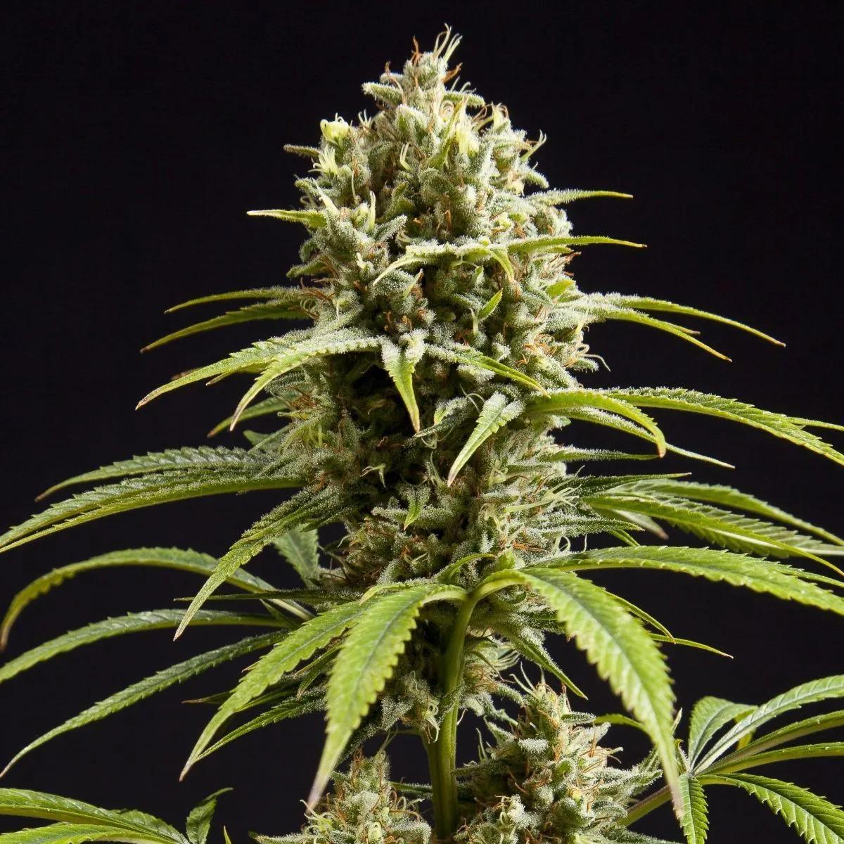 Fruity Jack