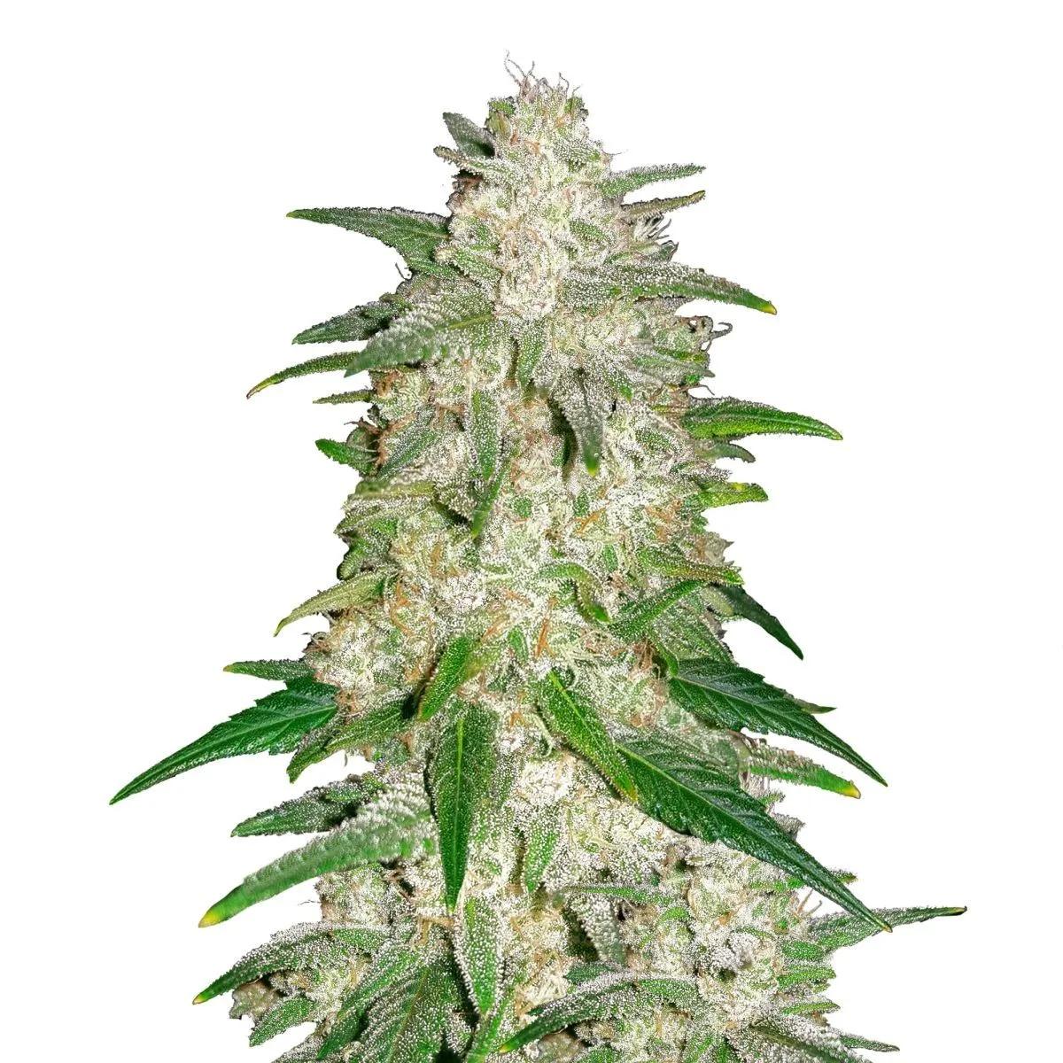 Gelato Auto