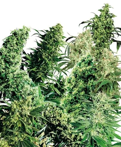 Indoor Mix