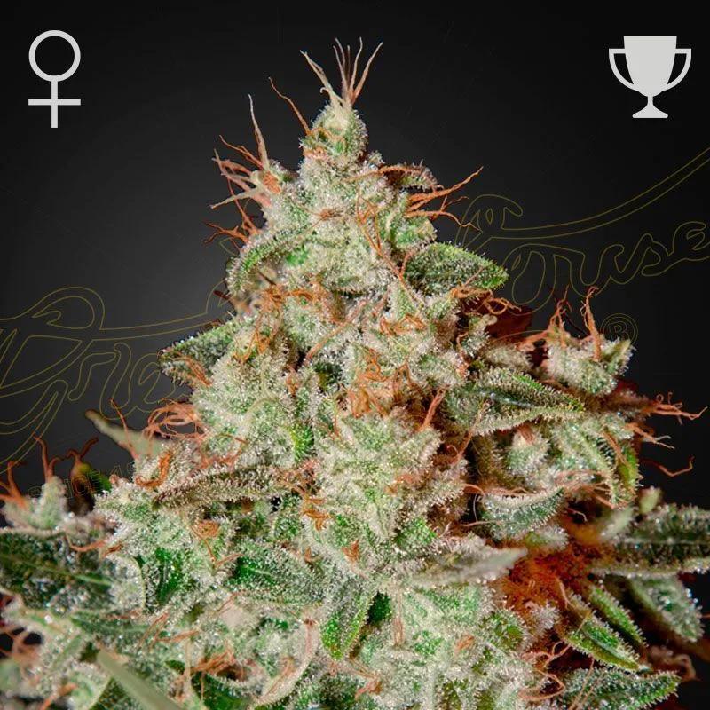 Lemon Skunk