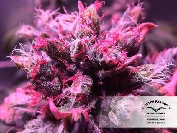 Master Kush