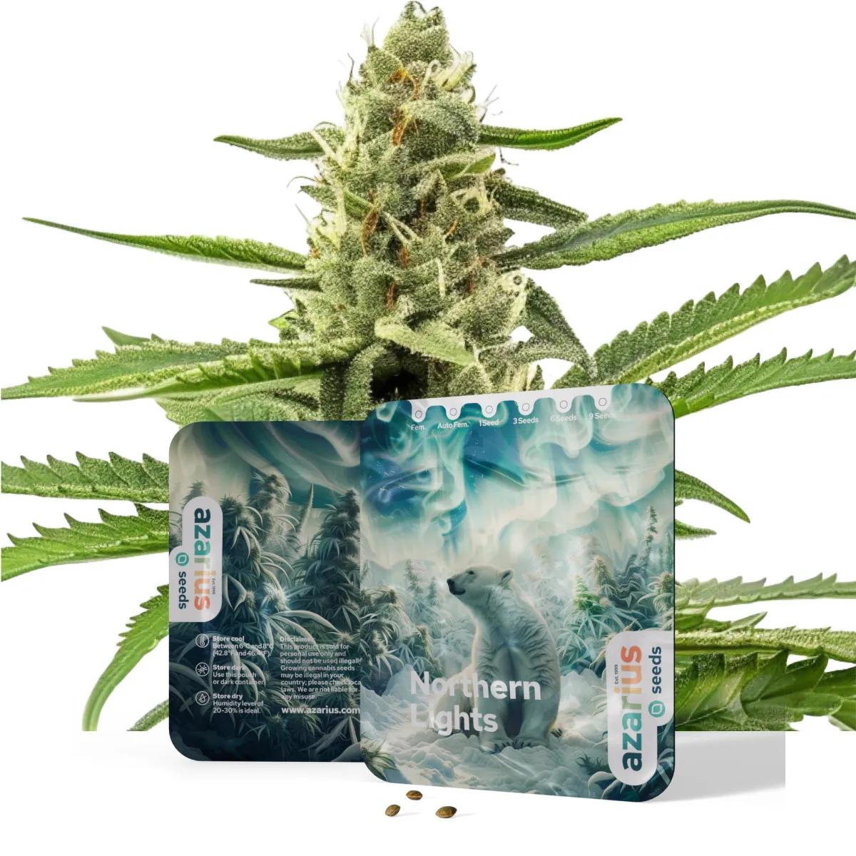 Northern Lights