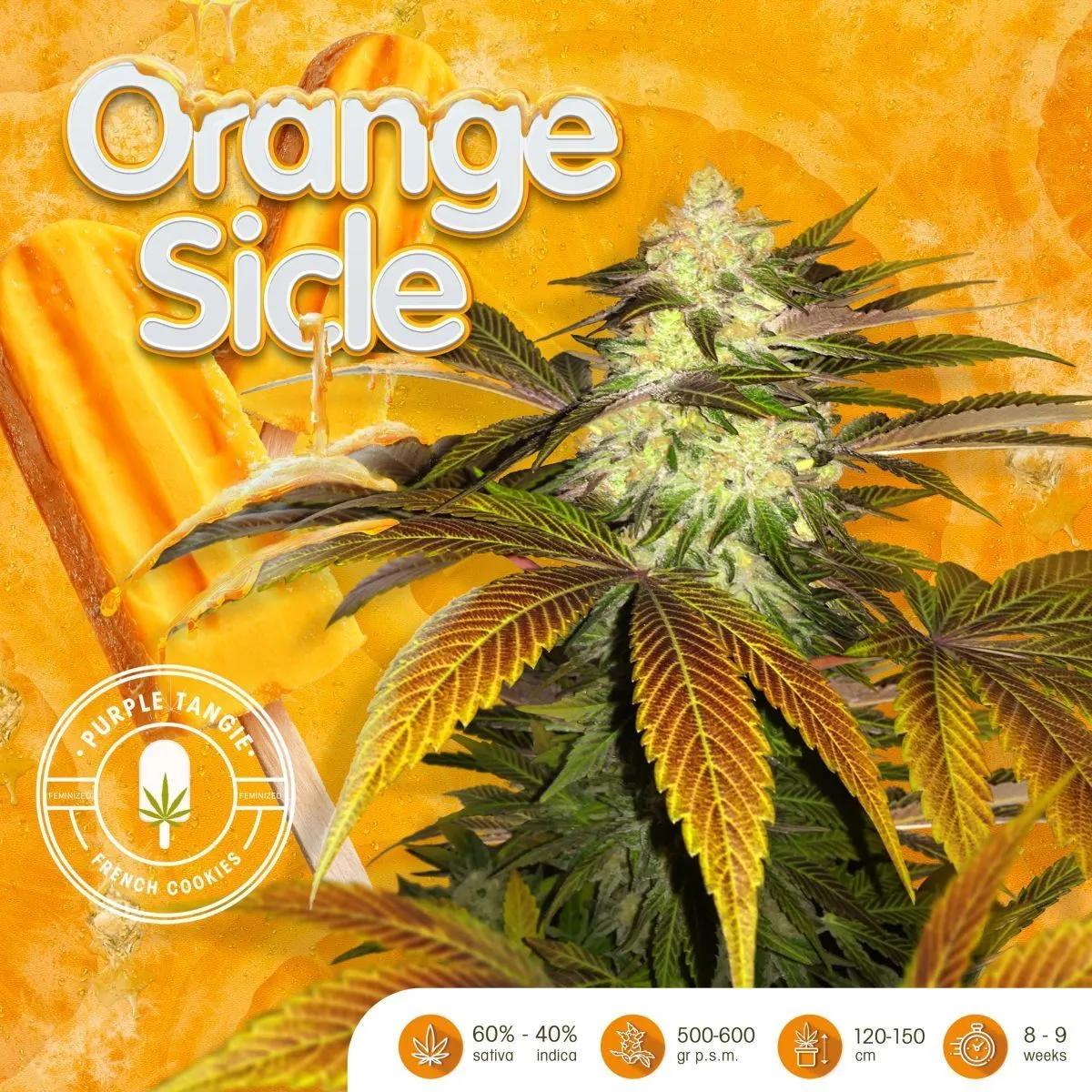 Orangesicle (T.H.Seeds)