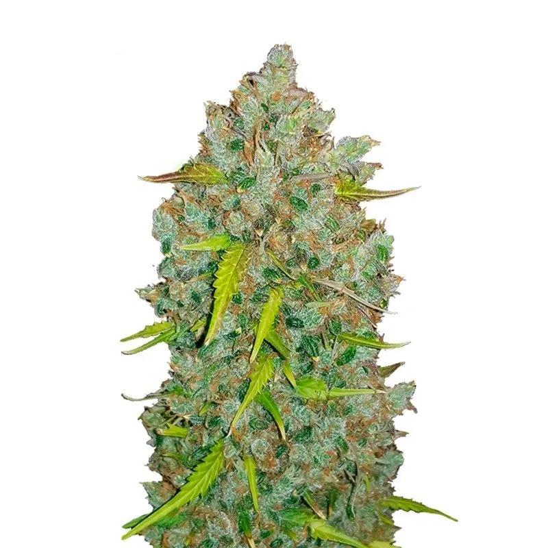 Original Auto BubbleGum
