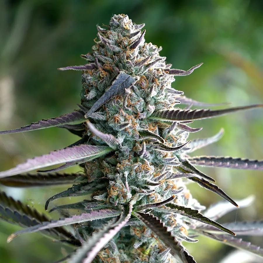 Runtz Fast Flowering (Humboldt Seed Organization)