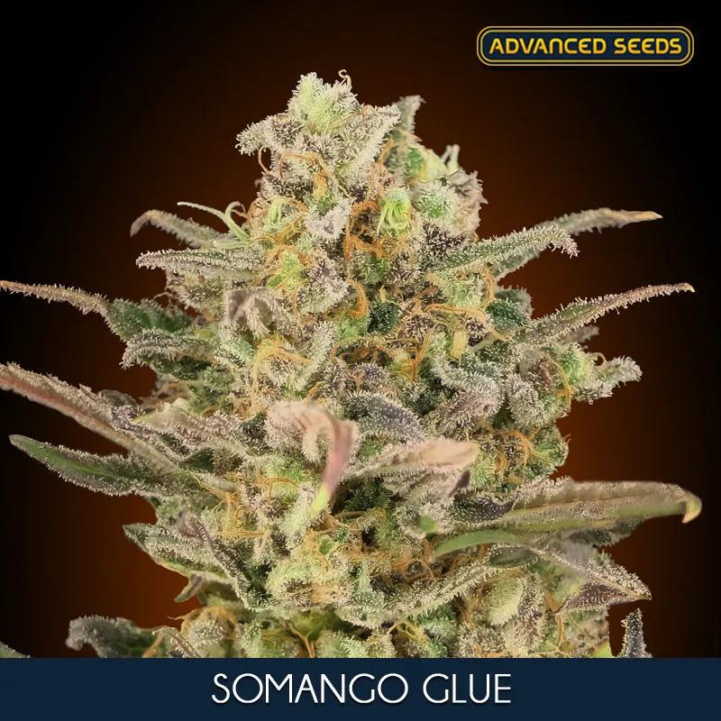 Somango Glue