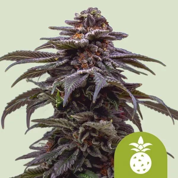 Tropicana Cookies Purple
