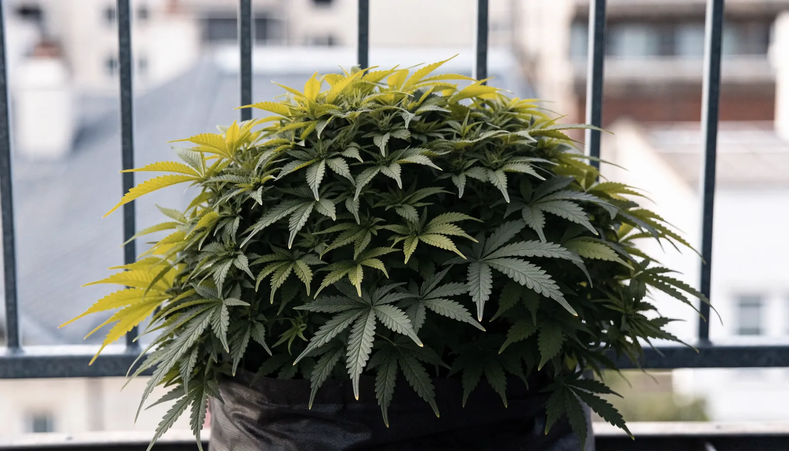 Matala pensasmainen autoflower-kannabiskasvi pysyy parvekekaiteen korkeuden alapuolella