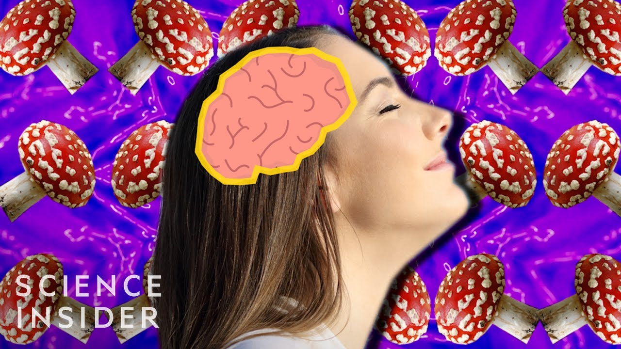 Katso: Magic Mushrooms and the Brain YouTubessa