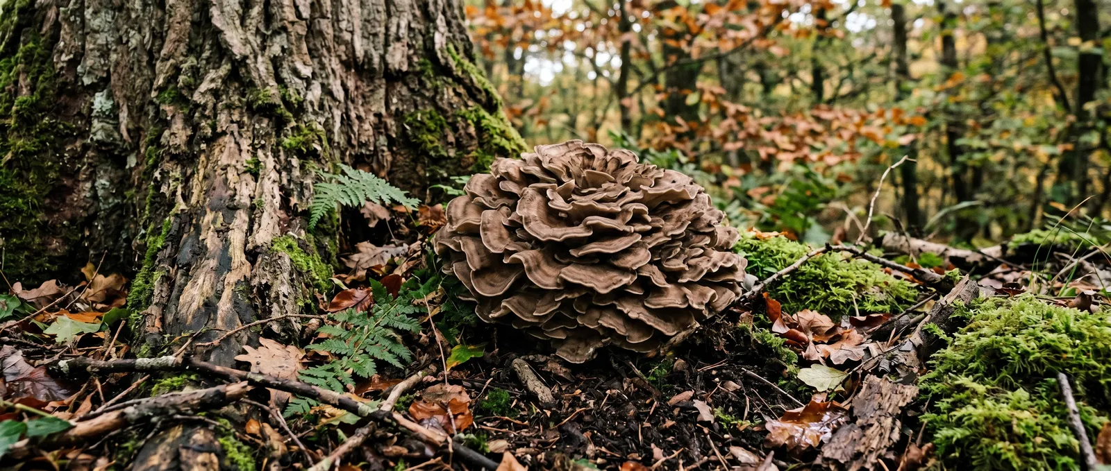 AZARIUS · Taxonomy and identification