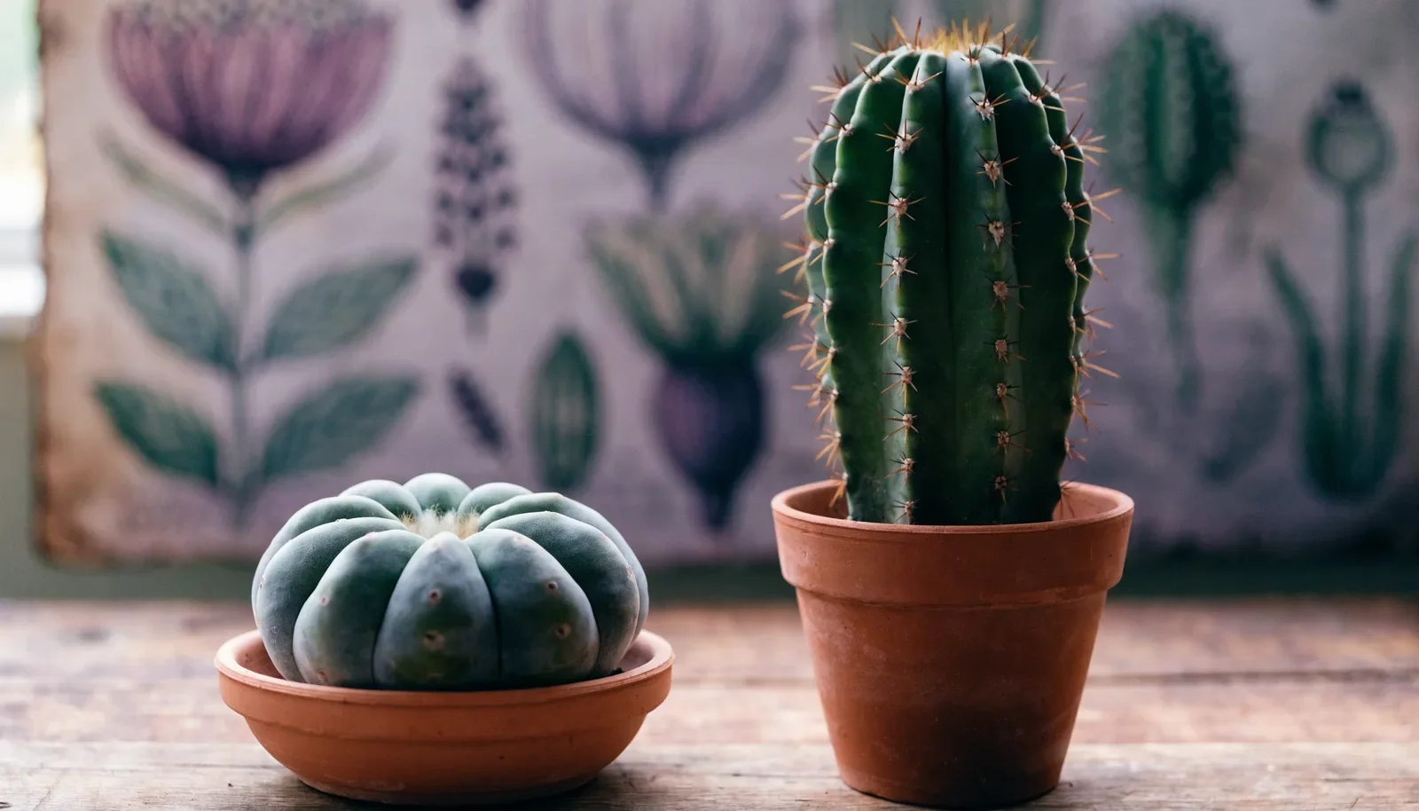Peyote ja San Pedro: erot