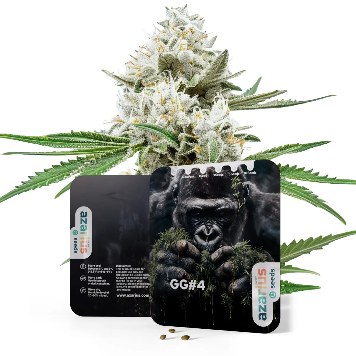 Gorilla